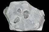 Elrathia Trilobite Cluster In Shale - Wheeler Shale, Utah #105580-1